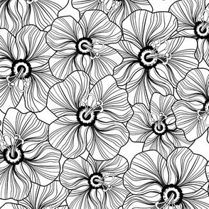 My garden-in black and white.