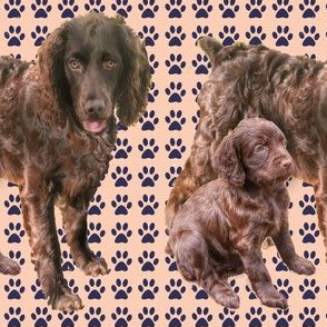 Boykin Spaniel Mother and pup fabric