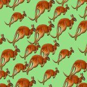 Kangroos_2_shop_thumb