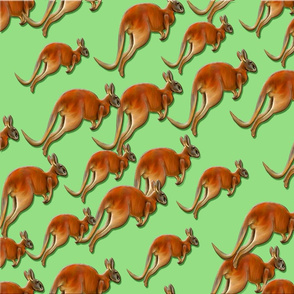 Roos