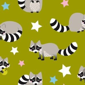 raccoon w...