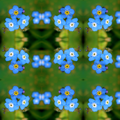 Forget me knots in blue and green