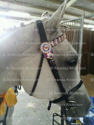 Yes_I_am_a_show_pony_