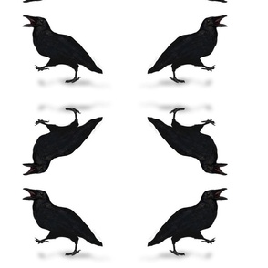squawking and walking crow