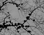 Rrrrrrbirds1_thumb