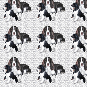 Springer Spaniel Adult and Puppy