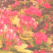 Faded Floral