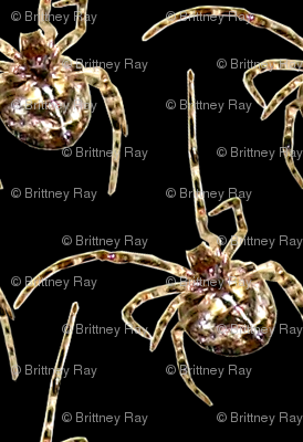 Spiders