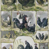 Chickens