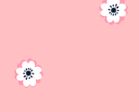 ranunculus_pink