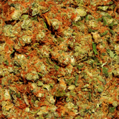Cushy Kush