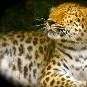 P8050291