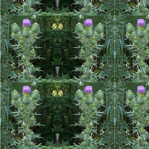 Thistle Cathedral