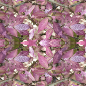 "Burning Bush"