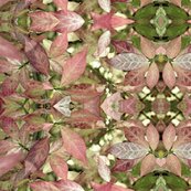 Burningbush5_shop_thumb
