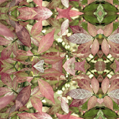 "Burning Bush #2"