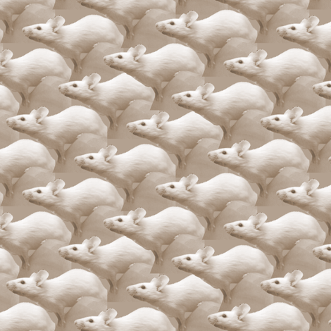 Curious Mice