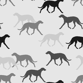 Deerhound black-grey