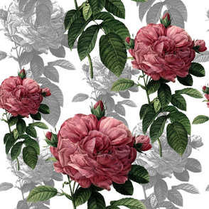 Redoute' Roses ~ Pink and Grey