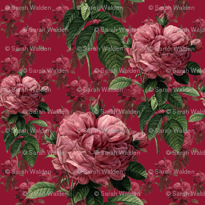 Redoute' Roses ~ Deep Rose