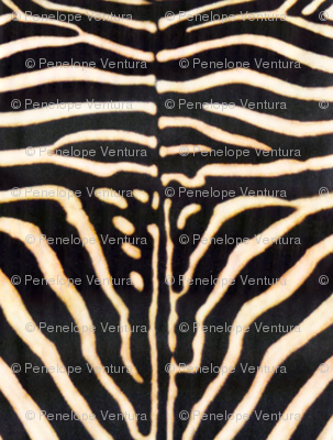 Zebra print