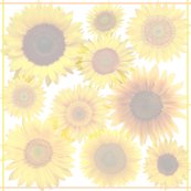 Rrrrsunflowers1_shop_thumb