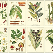 Botanical Spices