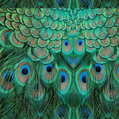 PEACOCK FEATHER PANELS