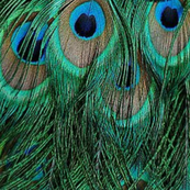 PEACOCK SKIRT
