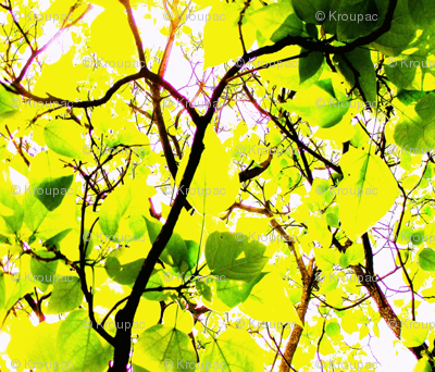 Spring Catalpa Trees