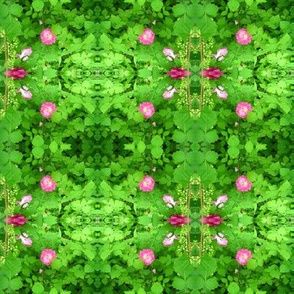 Wild Rosebushes
