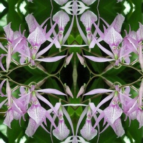 Lavender Orchids