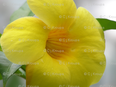 Yellow Tropical Flowers