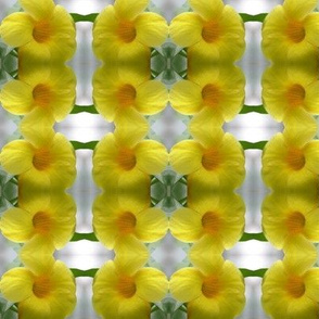 Yellow Tropical Flowers