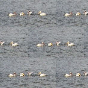 Pelicans
