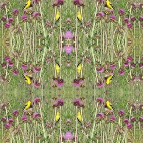 Goldfinches on Thistle