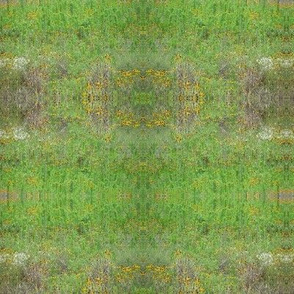 Black-eyed Susans