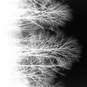Rghostforestbnw_shop_thumb