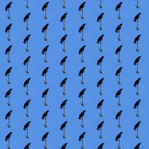 Crows