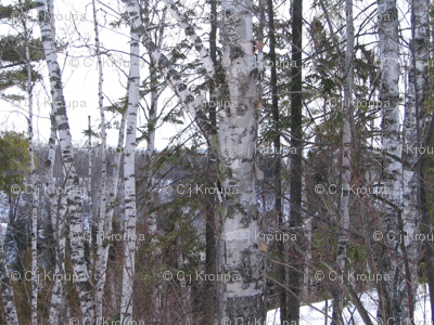 Birch Tree Checkerboard