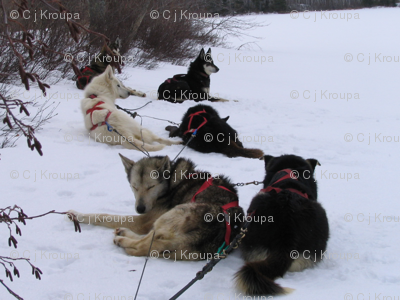 Sled Dogs Through a Kaleidoscope