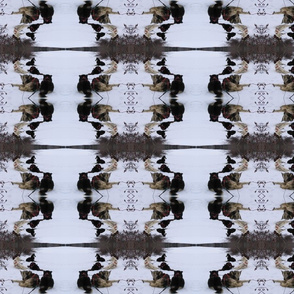 Sled Dogs Through a Kaleidoscope