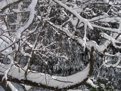 Winter Brocade
