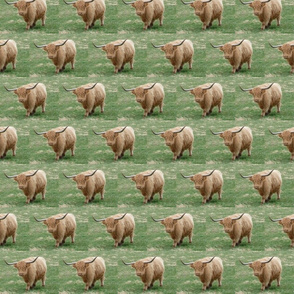 Highland Coo (Blonde)