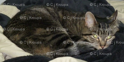 Storm Cat