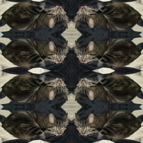 Storm Cat fabric by ravynscache on Spoonflower - custom fabric