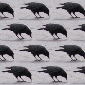 Pecking Crow