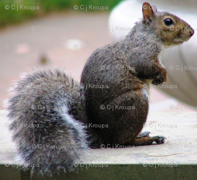 Squirrel Conference