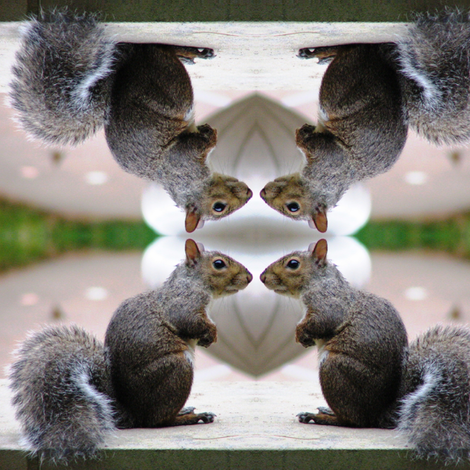 Squirrel Conference fabric by ravynscache on Spoonflower - custom fabric