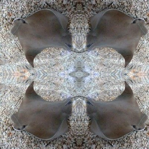 Manta Ray 